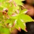 Japán juhar Acer palmatum Oridono Nishiki P19