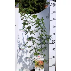 Japán juhar Acer palmatum Oridono Nishiki P19