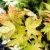 Japán juhar Acer palmatum Katsura P19