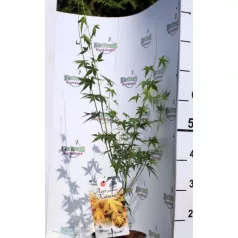 Japán juhar Acer palmatum Katsura P19