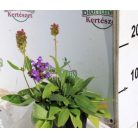 Nagyvirágú gyíkfű Prunella grandiflora 9x9
