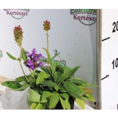 Nagyvirágú gyíkfű Prunella grandiflora 9x9
