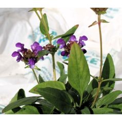 Nagyvirágú gyíkfű Prunella grandiflora 9x9