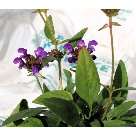 Nagyvirágú gyíkfű Prunella grandiflora 9x9