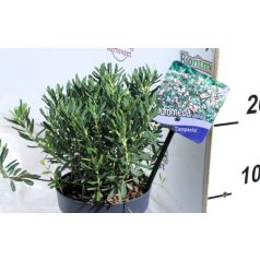 Tőzegrozmaring Andromeda pol.in varieties P13