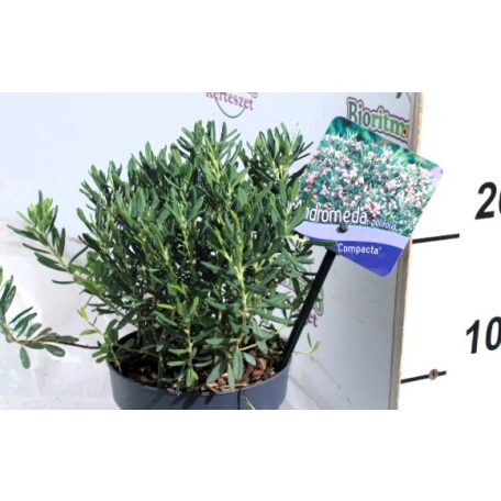 Tőzegrozmaring Andromeda pol.in varieties P13