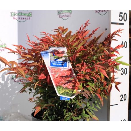 Japán szentfa Nandia domestica Obsessed P23