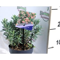 Tőzegrozmaring Andromeda Blue Ice P13