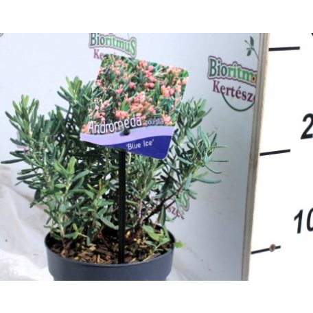 Tőzegrozmaring Andromeda Blue Ice P13