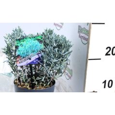 Tőzegrozmaring Andromeda Ice Lagoon P13