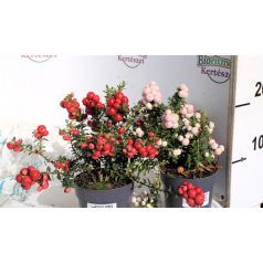 Mirtuszhanga válogatás Pernettya mix 10 cm cserép
