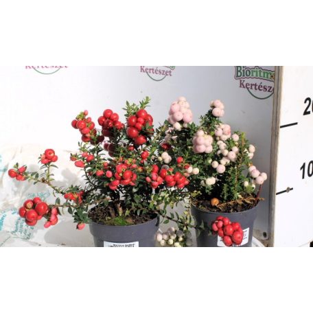 Mirtuszhanga válogatás Pernettya mix 10 cm cserép