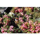 Mirtuszhanga válogatás Pernettya mix 10 cm cserép