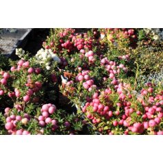 Mirtuszhanga válogatás Pernettya mix 10 cm cserép