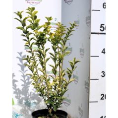 Széleslevelű fagyal Ligustrum ovalifolium Zafir K2 30/40