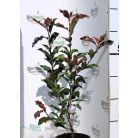 Korallberkenye Photinia fr. Vezuv K2 30/+