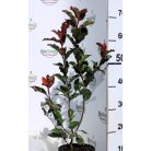 Korallberkenye Photinia fr. Vezuv K2 30/+