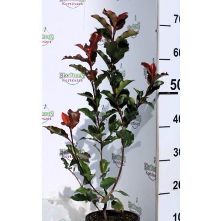 Korallberkenye Photinia fr. Vezuv K2 30/+