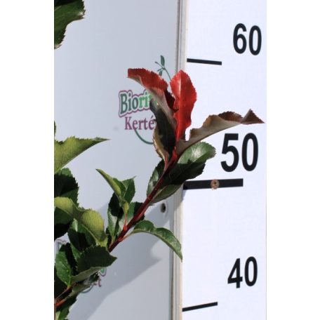 Korallberkenye Photinia fr. Vezuv K2 30/+