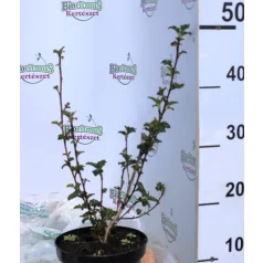   Bordó levelű hólyagvessző Physocarpus opulifolis Red Baron K2 30/40