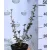 Bordó levelű hólyagvessző Physocarpus opulifolis Red Baron K2 30/40