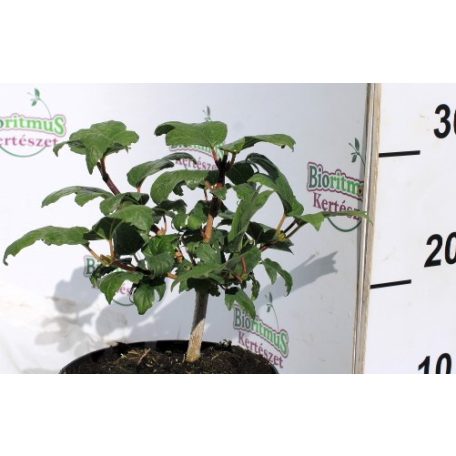 Labdarózsa Viburnum opulus Roseum K2 15/20