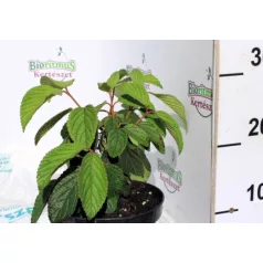 Redős levelű bangita Viburnum plicatum Mariesii K2 20/30
