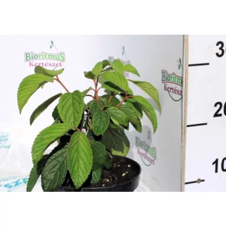 Redős levelű bangita Viburnum plicatum Mariesii K2 20/30