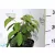 Redős levelű bangita Viburnum plicatum Mariesii K2 20/30