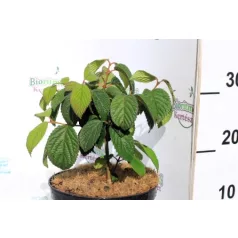 Redős levelű bangita Viburnum plic. Popcorn K3 20/30