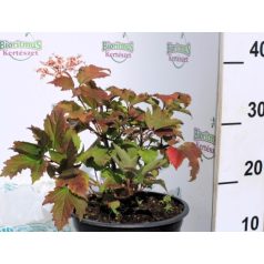 Ázsiai bangita Viburnum sargentti Onondaga K5 30/40