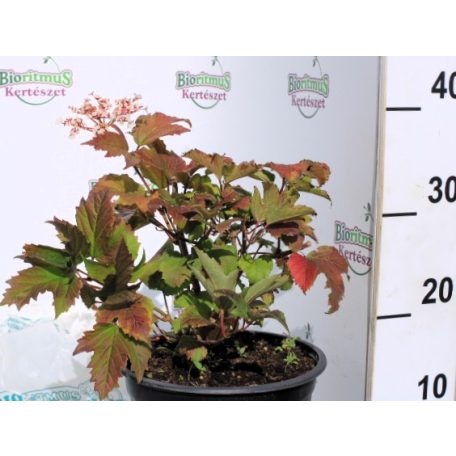 Ázsiai bangita Viburnum sargentti Onondaga K5 30/40