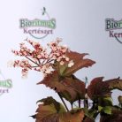 Ázsiai bangita Viburnum sargentti Onondaga K5 30/40