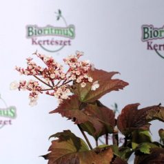 Ázsiai bangita Viburnum sargentti Onondaga K5 30/40