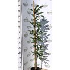 Szelídgesztenye Castanea sativa K7 150/175