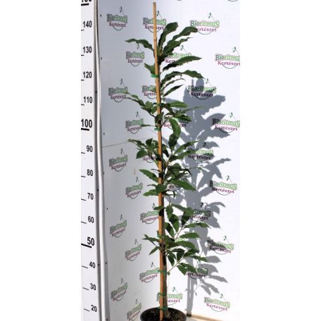 Szelídgesztenye Castanea sativa K7 150/175