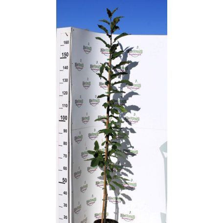 Szelídgesztenye Castanea sativa K7 150/175