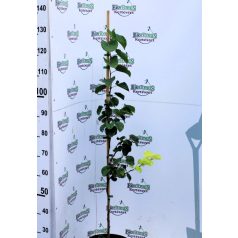 Júdsfa Cercis Siliquastrum K7,5 100/125