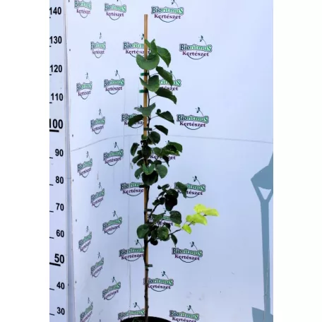 Júdsfa Cercis Siliquastrum K7,5 100/125