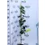 Júdsfa Cercis Siliquastrum K7,5 100/125