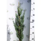 Green Rocket oszlopos leyland ciprus Cupressocyparis ley. Green Rocket K3 60/+