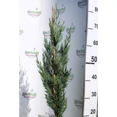   Green Rocket oszlopos leyland ciprus Cupressocyparis ley. Green Rocket K3 60/+