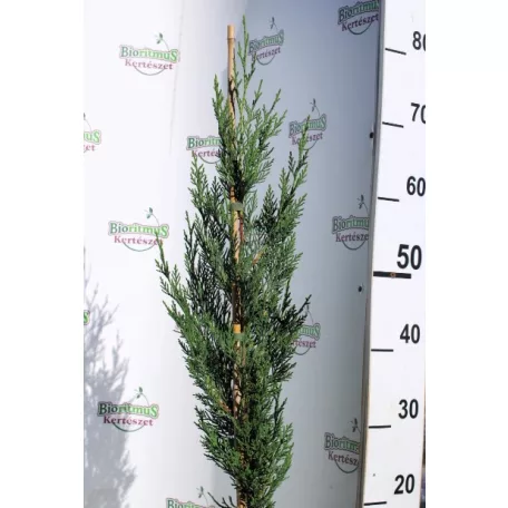 Green Rocket oszlopos leyland ciprus Cupressocyparis ley. Green Rocket K3 60/+