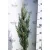 Green Rocket oszlopos leyland ciprus Cupressocyparis ley. Green Rocket K3 60/+