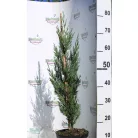 Green Rocket oszlopos leyland ciprus Cupressocyparis ley. Green Rocket K3 60/+