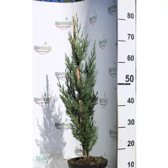   Green Rocket oszlopos leyland ciprus Cupressocyparis ley. Green Rocket K3 60/+