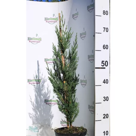 Green Rocket oszlopos leyland ciprus Cupressocyparis ley. Green Rocket K3 60/+