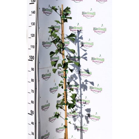 Páfrányfenyő Ginkgo Biloba K7 125/+