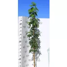 Szeldelt levelű ámbrafa Liquidambar st Worplesdon K7 175/200