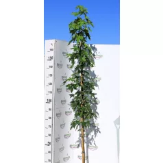   Szeldelt levelű ámbrafa Liquidambar st Worplesdon K7 175/200